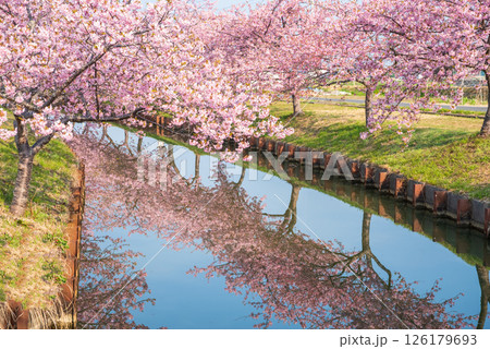 【桜のリフレクション】笠松河津桜ロード（三重県松阪市笠松町） 126179693