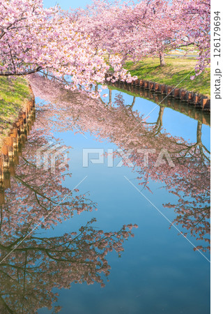 【桜のリフレクション】笠松河津桜ロード(三重県松阪市笠松町) 【桜のリフレクション】笠松河津桜ロード(三重県松阪市笠松町) 126179694