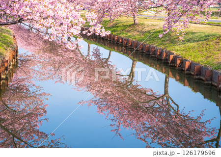 【桜のリフレクション】笠松河津桜ロード（三重県松阪市笠松町） 126179696
