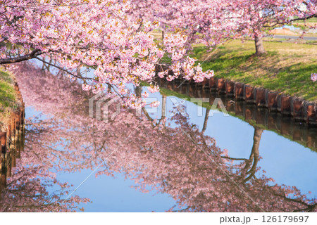 【桜のリフレクション】笠松河津桜ロード(三重県松阪市笠松町) 【桜のリフレクション】笠松河津桜ロード(三重県松阪市笠松町) 126179697
