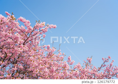 【青空と桜】笠松河津桜ロード(三重県松阪市笠松町) 【青空と桜】笠松河津桜ロード(三重県松阪市笠松町) 126179772
