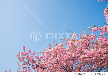 【青空と桜】笠松河津桜ロード(三重県松阪市笠松町) 【青空と桜】笠松河津桜ロード(三重県松阪市笠松町) 126179774