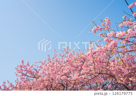 【青空と桜】笠松河津桜ロード（三重県松阪市笠松町） 126179775