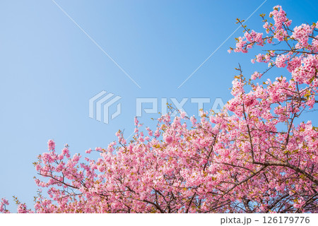 【青空と桜】笠松河津桜ロード（三重県松阪市笠松町） 126179776