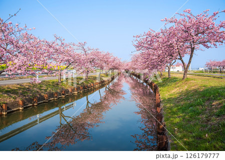 【絶景!桜のリフレクション】笠松河津桜ロード(三重県松阪市笠松町) 【絶景!桜のリフレクション】笠松河津桜ロード(三重県松阪市笠松町) 126179777
