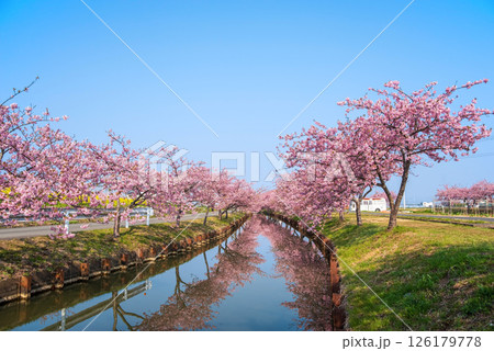 【絶景！桜のリフレクション】笠松河津桜ロード（三重県松阪市笠松町） 126179778