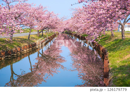 【絶景！桜のリフレクション】笠松河津桜ロード（三重県松阪市笠松町） 126179779