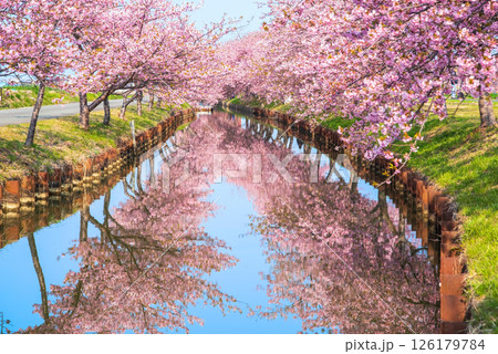 【絶景！桜のリフレクション】笠松河津桜ロード（三重県松阪市笠松町） 126179784