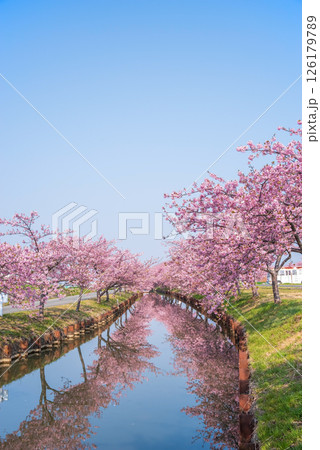 【絶景!桜のリフレクション】笠松河津桜ロード(三重県松阪市笠松町) 【絶景!桜のリフレクション】笠松河津桜ロード(三重県松阪市笠松町) 126179789