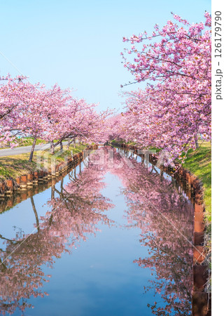 【絶景!桜のリフレクション】笠松河津桜ロード(三重県松阪市笠松町) 【絶景!桜のリフレクション】笠松河津桜ロード(三重県松阪市笠松町) 126179790