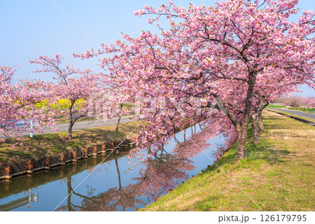 【絶景!桜のリフレクション】笠松河津桜ロード(三重県松阪市笠松町) 【絶景!桜のリフレクション】笠松河津桜ロード(三重県松阪市笠松町) 126179795