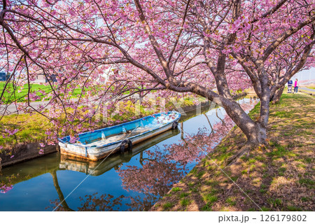 【絶景！桜のリフレクション】笠松河津桜ロード（三重県松阪市笠松町） 126179802
