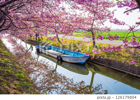 【絶景!桜のリフレクション】笠松河津桜ロード(三重県松阪市笠松町) 【絶景!桜のリフレクション】笠松河津桜ロード(三重県松阪市笠松町) 126179804