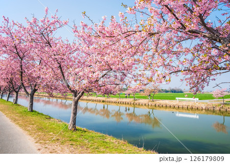 【絶景!桜のリフレクション】笠松河津桜ロード(三重県松阪市笠松町) 【絶景!桜のリフレクション】笠松河津桜ロード(三重県松阪市笠松町) 126179809