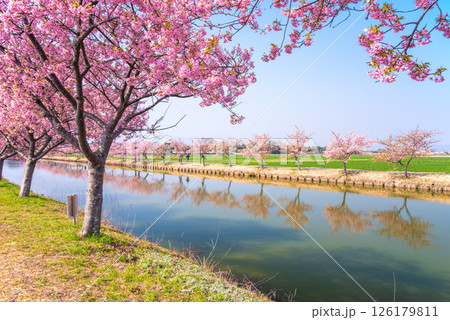 【絶景！桜のリフレクション】笠松河津桜ロード（三重県松阪市笠松町） 126179811
