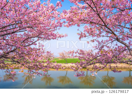 【絶景！桜のリフレクション】笠松河津桜ロード（三重県松阪市笠松町） 126179817