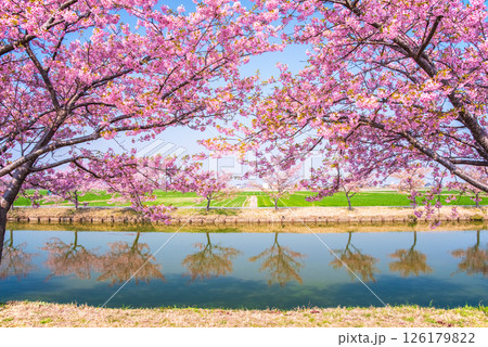 【絶景！桜のリフレクション】笠松河津桜ロード（三重県松阪市笠松町） 126179822