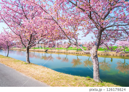 【絶景！桜のリフレクション】笠松河津桜ロード（三重県松阪市笠松町） 126179824