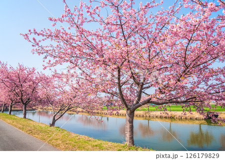 【絶景!桜のリフレクション】笠松河津桜ロード(三重県松阪市笠松町) 【絶景!桜のリフレクション】笠松河津桜ロード(三重県松阪市笠松町) 126179829