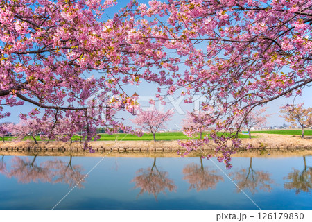 【絶景！桜のリフレクション】笠松河津桜ロード（三重県松阪市笠松町） 126179830