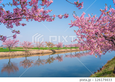 【絶景！桜のリフレクション】笠松河津桜ロード（三重県松阪市笠松町） 126179833