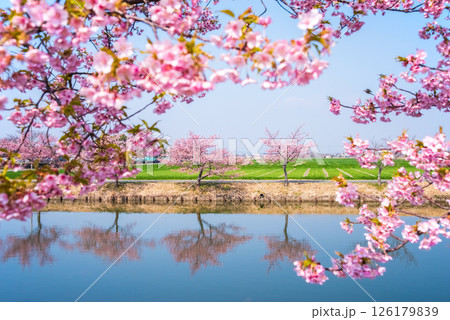 【絶景！桜のリフレクション】笠松河津桜ロード（三重県松阪市笠松町） 126179839
