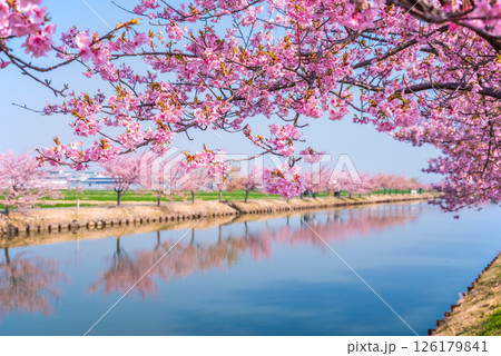 【絶景！桜のリフレクション】笠松河津桜ロード（三重県松阪市笠松町） 126179841