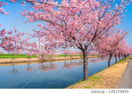 【絶景！桜のリフレクション】笠松河津桜ロード（三重県松阪市笠松町） 126179854
