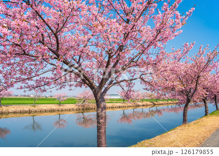 【絶景！桜のリフレクション】笠松河津桜ロード（三重県松阪市笠松町） 126179855