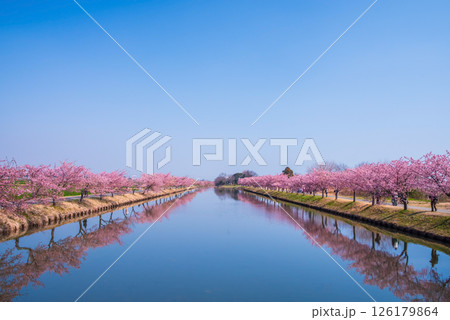 【絶景!桜のリフレクション】笠松河津桜ロード(三重県松阪市笠松町) 【絶景!桜のリフレクション】笠松河津桜ロード(三重県松阪市笠松町) 126179864