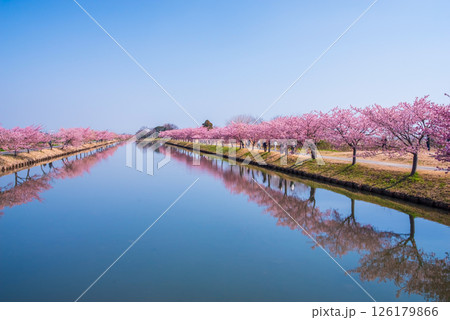 【絶景!桜のリフレクション】笠松河津桜ロード(三重県松阪市笠松町) 【絶景!桜のリフレクション】笠松河津桜ロード(三重県松阪市笠松町) 126179866