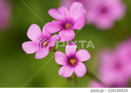 春の花壇に咲くサクラソウのピンクの花 春の花壇に咲くサクラソウのピンクの花 126180026