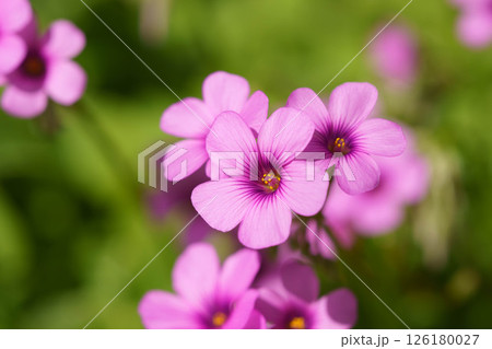 春の花壇に咲くサクラソウのピンクの花 126180027