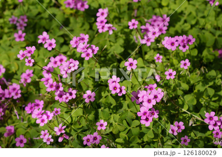 春の花壇に咲くサクラソウのピンクの花 春の花壇に咲くサクラソウのピンクの花 126180029