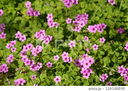 春の花壇に咲くサクラソウのピンクの花 126180030