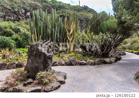 Botanical garden Jardin Botanico Viera y Clavijo, Gran Canaria, Canary Islands Botanical garden Jardin Botanico Viera y Clavijo, Gran Canaria, Canary Islands 126180122