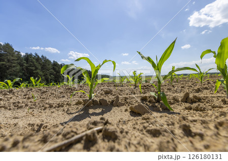 corn sprouts in a field, growing sweet corn in eastern Europe against a blue sky with clouds, side view corn sprouts in a field, growing sweet corn in eastern Europe against a blue sky with clouds, side view 126180131