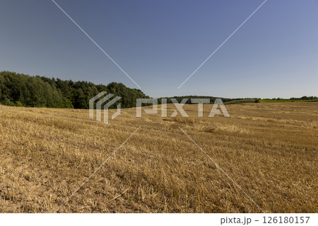 stubble from wheat in the summer, yellow straw and stubble that remained after harvesting cereals in clear weather with a sky stubble from wheat in the summer, yellow straw and stubble that remained after harvesting cereals in clear weather with a sky 126180157
