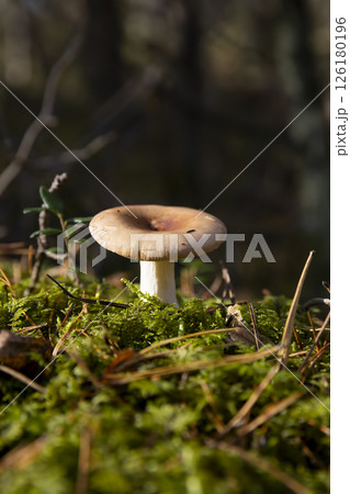 poisonous and dangerous mushrooms in the autumn, side view 126180196