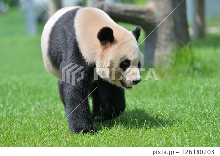 お散歩中の愛浜 お散歩中の愛浜 126180203