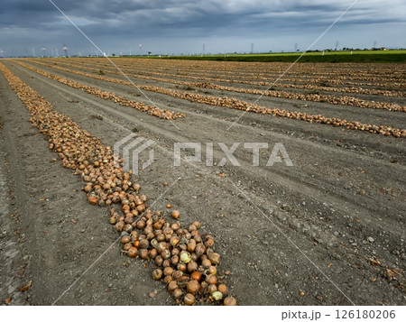 Rows Of Harvested Onions In Agricultural Area Near Vienna In Austria Rows Of Harvested Onions In Agricultural Area Near Vienna In Austria 126180206