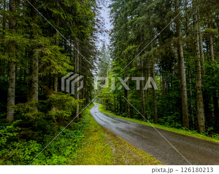 Abandoned Rural Road Through Conifer Forest In Styria, Austria Abandoned Rural Road Through Conifer Forest In Styria, Austria 126180213