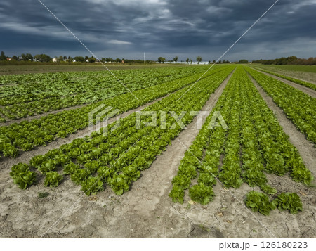Field With Green Salad Plants In Agricultural Area Near Vienna In Austria 126180223