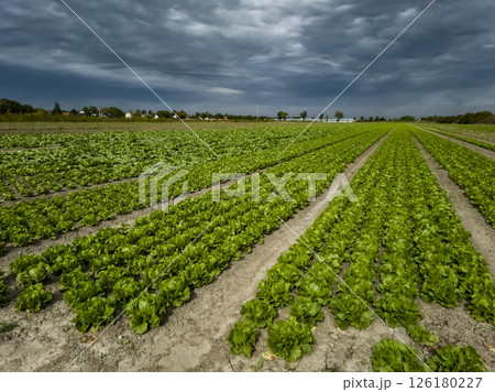 Field With Green Salad Plants In Agricultural Area Near Vienna In Austria 126180227