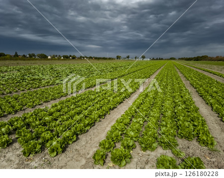 Field With Green Salad Plants In Agricultural Area Near Vienna In Austria 126180228