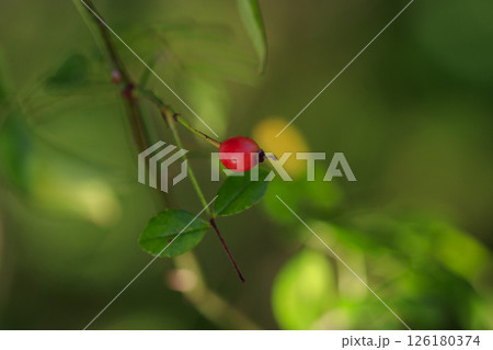 秋の森のノイバラの赤い実 秋の森のノイバラの赤い実 126180374