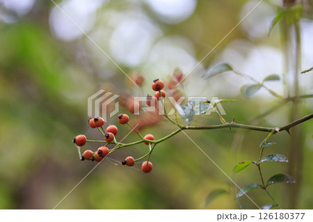 秋の森のノイバラの赤い実 126180377