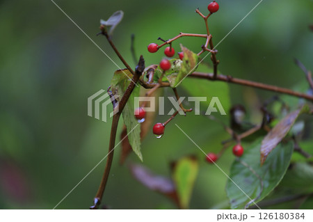 秋の森の雨に濡れたノイバラの赤い実 126180384