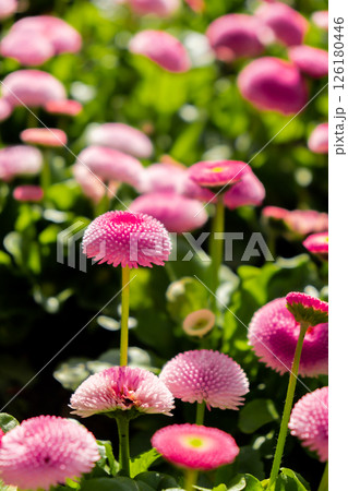 Flowerbed of beautiful pink flowers on green lawn background. Group of delicate flowers in the period of active flowering in spring. Springtime season countryside. Mock up template for invitation or 126180446