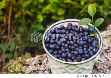 Close-up of Blueberries in white bucket in the forest with green leaves. Country life gardening eco friendly living Harvested berries, process of collecting, harvesting berries into glass jar in the 126180488